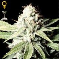 (image pour) Great White Shark female
