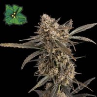 (Bild für) Green Crack Auto female