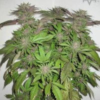 (image pour) Green Crack