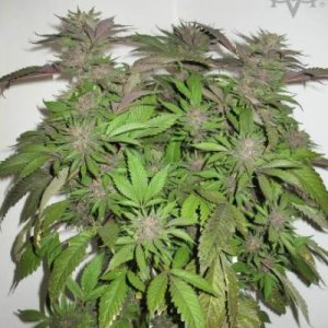 (image pour) Green Crack