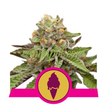 Green Gelato feminized - zum Schließen ins Bild klicken