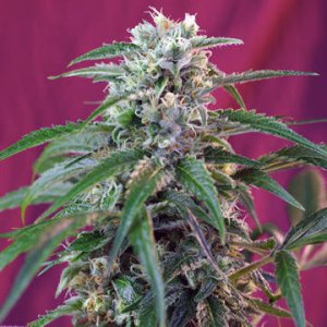 Green Poison Auto fem