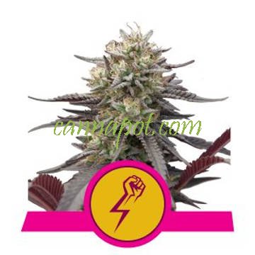 Green Punch feminized - zum Schließen ins Bild klicken