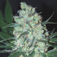 (Bild für) Green Love Potion fem