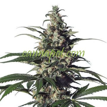 Green Doctor GD1 female - zum Schließen ins Bild klicken