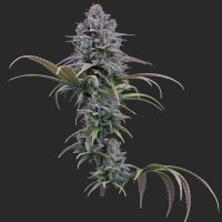 Grimm Glue female