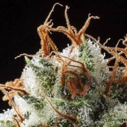 Ein allgemeines Bild