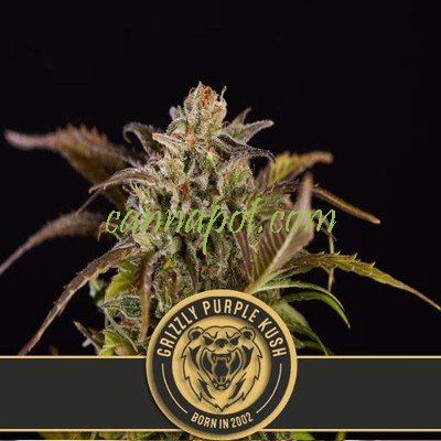 Grizzly Purple Kush feminized - zum Schließen ins Bild klicken