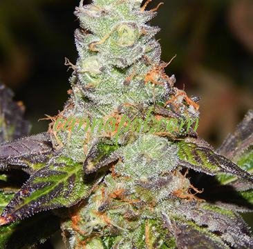 Girl Scout Cookies F2 5 reg - zum Schließen ins Bild klicken