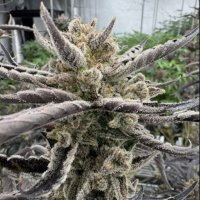 (Bild für) Guava RF3 Auto fem