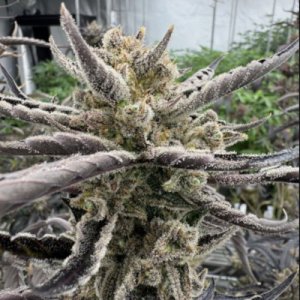 (Bild für) Guava RF3 Auto fem