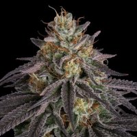 (Bild für) Guava Root GMO female