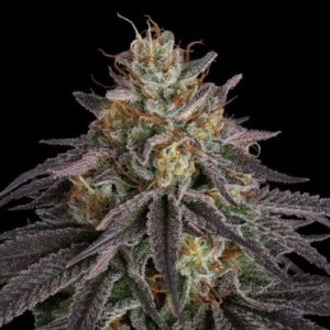 (Bild für) Guava Root GMO female