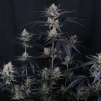 (imagen para) Guava Runtz Auto fem