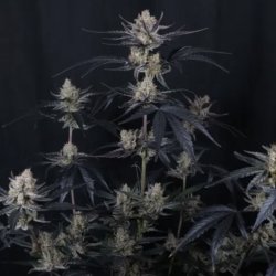 Ein allgemeines Bild