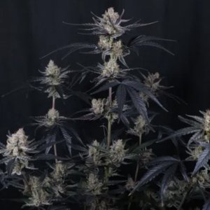 (imagen para) Guava Runtz Auto fem