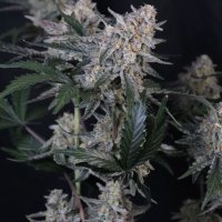 (image pour) Guava Sundae Auto fem