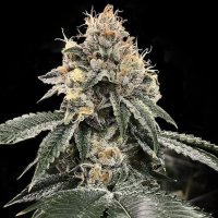 (image for) HG23 aka Michael Jordan