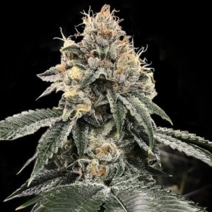 (Bild für) HG23 aka Michael Jordan