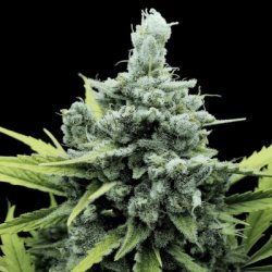 Ein allgemeines Bild