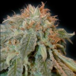 Ein allgemeines Bild