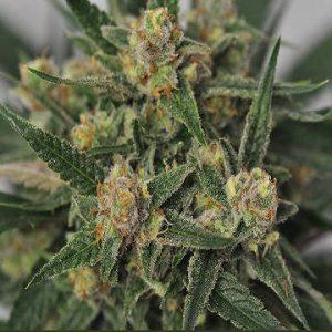 Harlequin BX4 CBD