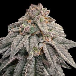 Ein allgemeines Bild