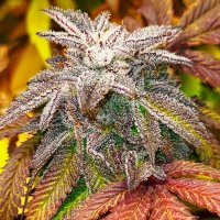 (imagen para) Hash Goo Berry