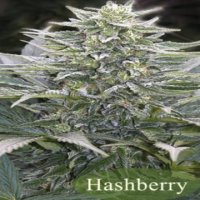 Hashberry