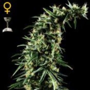 (image pour) Hawaiian Snow female