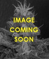 (Bild für) Apothecary Haze