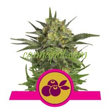 Haze Berry feminized - zum Schließen ins Bild klicken