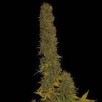 (imagen para) Haze Heaven