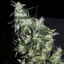 Ein allgemeines Bild