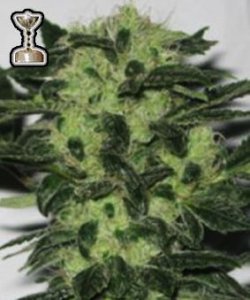 (Bild für) Headband 707