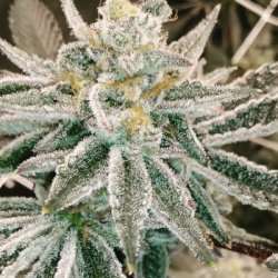 Ein allgemeines Bild