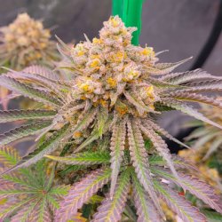 Ein allgemeines Bild