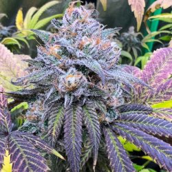 Ein allgemeines Bild