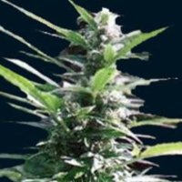 (image pour) Hercules Auto 5 fem