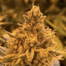 Ein allgemeines Bild