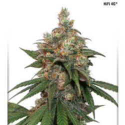 Ein allgemeines Bild