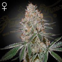 HighCloudZ female