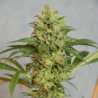 Highlo CBD 6 fem