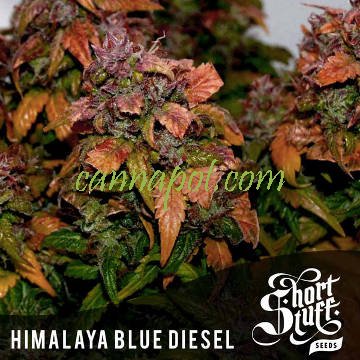 Himalayan Blue Diesel Auto - zum Schließen ins Bild klicken