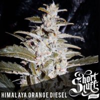 Himalaya Orange Diesel Auto