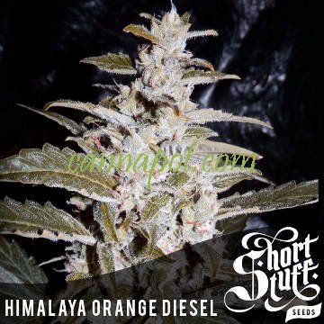 Himalaya Orange Diesel Auto - zum Schließen ins Bild klicken