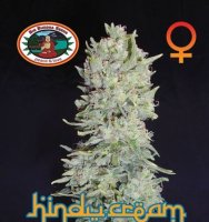 Hindu Cream fem