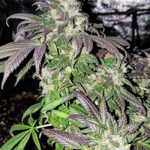 Hindu Kush (Andarab Dist)