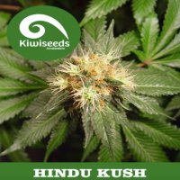 Hindu Kush