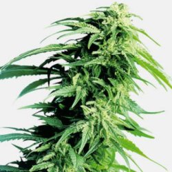 Ein allgemeines Bild